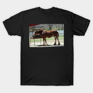 Clydesdale T-Shirt